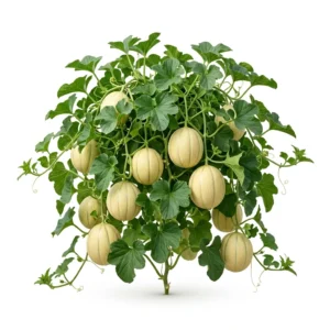 Semillas de Melon Perlita - Planta de hortaliza desarrollada sobre fondo blanco puro para catálogo de semillas Cultivarte (Cucumis melo)