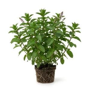 Semillas de Menta Piperita - Mata de hierba aromática fresca sobre fondo blanco puro para catálogo de semillas Cultivarte (Mentha spicata)
