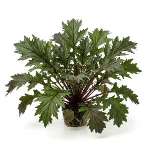 Semillas de Mizuna Roja - Planta de hortaliza desarrollada sobre fondo blanco puro para catálogo de semillas Cultivarte (Brassica rapa var. nipposinica)