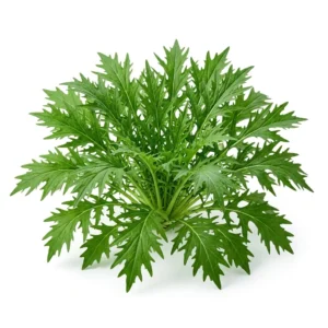 Semillas de Mizuna Verde - Planta de hortaliza desarrollada sobre fondo blanco puro para catálogo de semillas Cultivarte (Brassica rapa var. nipposinica)