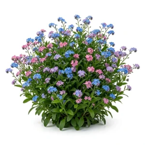 Semillas de No Me Olvides Colores Variados - Planta florecida con colores vivos sobre fondo blanco puro para catálogo de semillas Cultivarte (Myosotis sylvatica)