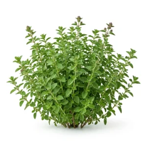 Semillas de Orégano - Mata de hierba aromática fresca sobre fondo blanco puro para catálogo de semillas Cultivarte (Origanum vulgare)