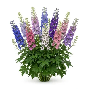 Semillas de Pajarito Colores Variados - Planta florecida con colores vivos sobre fondo blanco puro para catálogo de semillas Cultivarte (Linaria maroccana)
