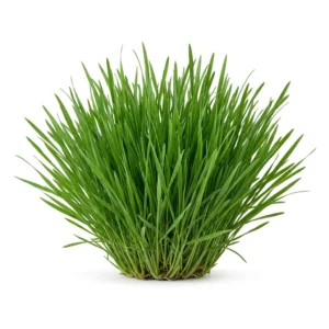 Semillas de Pasto para Gatos - Mata de hierba aromática fresca sobre fondo blanco puro para catálogo de semillas Cultivarte (Pasto para Gatos sp.)