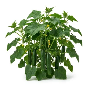 Semillas de Pepino Marketmore 76 - Planta de hortaliza desarrollada sobre fondo blanco puro para catálogo de semillas Cultivarte (Cucumis sativus)
