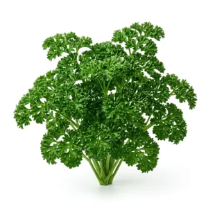Semillas de Perejil Crespo - Mata de hierba aromática fresca sobre fondo blanco puro para catálogo de semillas Cultivarte (Petroselinum crispum)