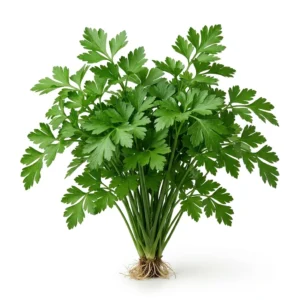 Semillas de Perejil Liso Comun - Planta de hortaliza desarrollada sobre fondo blanco puro para catálogo de semillas Cultivarte (Petroselinum crispum)