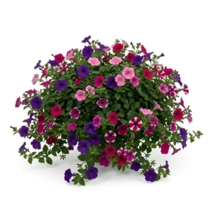Semillas de Petunia Pendula - Planta florecida con colores vivos sobre fondo blanco puro para catálogo de semillas Cultivarte (Petunia x hybrida)