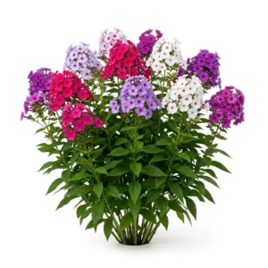 Semillas de Phlox Colores Variados - Planta florecida con colores vivos sobre fondo blanco puro para catálogo de semillas Cultivarte (Phlox drummondii)