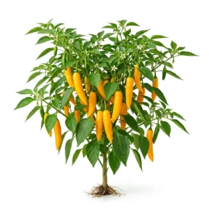 Semillas de Pimenton Amarillo - Planta de hortaliza desarrollada sobre fondo blanco puro para catálogo de semillas Cultivarte (Capsicum annuum)