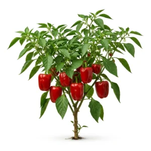 Semillas de Pimenton California Wonder - Planta de hortaliza desarrollada sobre fondo blanco puro para catálogo de semillas Cultivarte (Capsicum annuum)