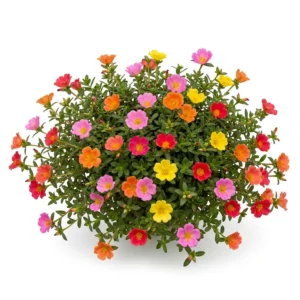 Semillas de Portulaca Mezcla Extra - Planta florecida con colores vivos sobre fondo blanco puro para catálogo de semillas Cultivarte (Portulaca grandiflora)