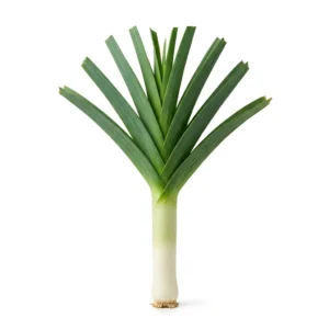 Semillas de Puerro - Planta de hortaliza desarrollada sobre fondo blanco puro para catálogo de semillas Cultivarte (Allium ampeloprasum var. porrum)