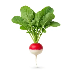 Semillas de Rabanito Sparkler - Planta de hortaliza desarrollada sobre fondo blanco puro para catálogo de semillas Cultivarte (Raphanus sativus)