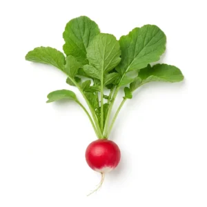 Semillas de Rabanito Sparkler - Planta de hortaliza desarrollada sobre fondo blanco puro para catálogo de semillas Cultivarte (Raphanus sativus)