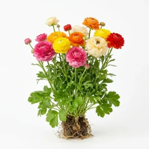 Semillas de Ranunculus Variados Dobles - Planta florecida con colores vivos sobre fondo blanco puro para catálogo de semillas Cultivarte (Ranunculus asiaticus)
