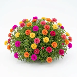 Semillas de Rayito de Sol Doble Variado - Planta florecida con colores vivos sobre fondo blanco puro para catálogo de semillas Cultivarte (Lampranthus spectabilis)