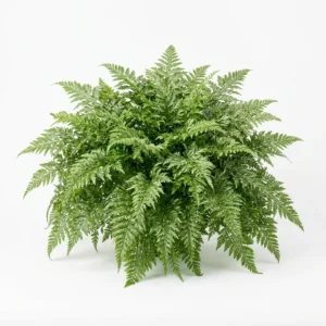 Semillas de Reina Luisa Pluma de Avestruz Doble Variada - Planta florecida con colores vivos sobre fondo blanco puro para catálogo de semillas Cultivarte (Callistephus chinensis)