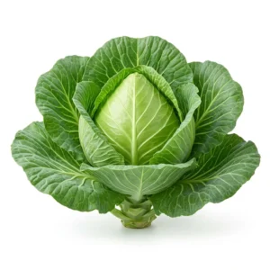 Semillas de Repollo Corazon de Buey - Planta de hortaliza desarrollada sobre fondo blanco puro para catálogo de semillas Cultivarte (Brassica oleracea var. capitata)