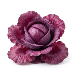 Semillas de Repollo Morado - Planta de hortaliza desarrollada sobre fondo blanco puro para catálogo de semillas Cultivarte (Brassica oleracea var. capitata)