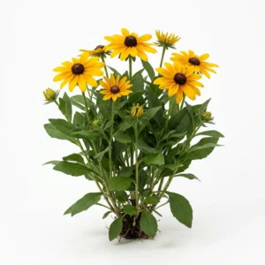 Semillas de Rudbeckia (Ojos de Susana) - Planta florecida con colores vivos sobre fondo blanco puro para catálogo de semillas Cultivarte (Rudbeckia hirta)