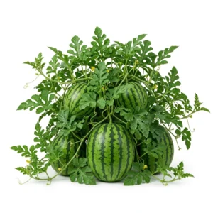 Semillas de Sandia Klondike Blue Ribbon - Planta de hortaliza desarrollada sobre fondo blanco puro para catálogo de semillas Cultivarte (Citrullus lanatus)