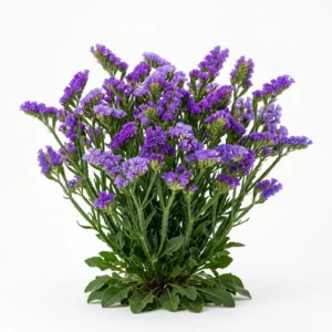 Semillas de Statice - Planta florecida con colores vivos sobre fondo blanco puro para catálogo de semillas Cultivarte (Limonium sinuatum)