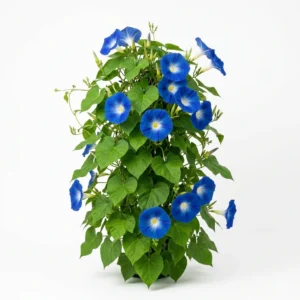 Semillas de Suspiro Azul Gigante - Planta florecida con colores vivos sobre fondo blanco puro para catálogo de semillas Cultivarte (Ipomoea purpurea)