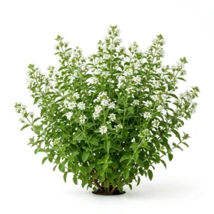 Semillas de Suspiro Blanco - Planta florecida con colores vivos sobre fondo blanco puro para catálogo de semillas Cultivarte (Ipomoea purpurea)