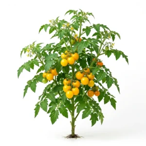 Semillas de Tomate Amarillo - Planta de hortaliza desarrollada sobre fondo blanco puro para catálogo de semillas Cultivarte (Solanum lycopersicum)