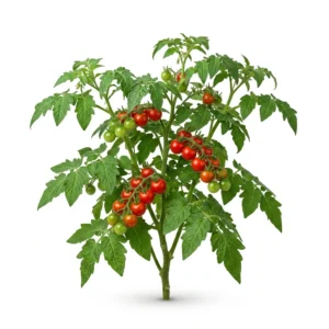 Semillas de Tomate Cherry - Planta de hortaliza desarrollada sobre fondo blanco puro para catálogo de semillas Cultivarte (Solanum lycopersicum)