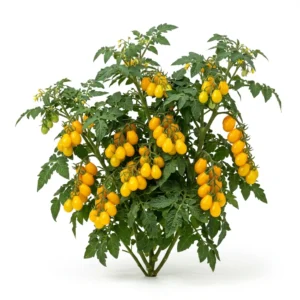 Semillas de Tomate Cherry Perita Amarillo - Planta de hortaliza desarrollada sobre fondo blanco puro para catálogo de semillas Cultivarte (Solanum lycopersicum)