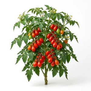 Semillas de Tomate Pera - Planta de hortaliza desarrollada sobre fondo blanco puro para catálogo de semillas Cultivarte (Solanum lycopersicum)