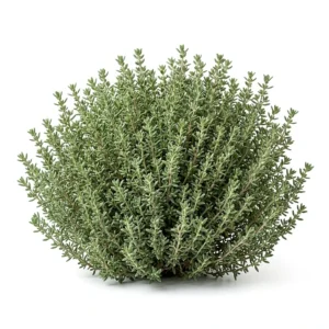 Semillas de Tomillo Chascudo - Mata de hierba aromática fresca sobre fondo blanco puro para catálogo de semillas Cultivarte (Thymus vulgaris)