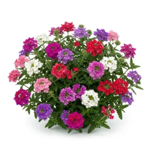Semillas de Verbena Doble Variada Mezcla Extra - Planta florecida con colores vivos sobre fondo blanco puro para catálogo de semillas Cultivarte (Verbena hybrida)