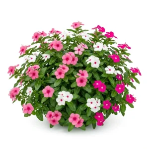 Semillas de Vinca - Planta florecida con colores vivos sobre fondo blanco puro para catálogo de semillas Cultivarte (Catharanthus roseus)