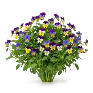 Semillas de Viola Cornutta - Planta florecida con colores vivos sobre fondo blanco puro para catálogo de semillas Cultivarte (Viola cornuta)