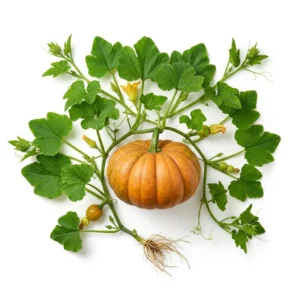 Semillas de Zapallo Camote de Guarda - Planta de hortaliza desarrollada sobre fondo blanco puro para catálogo de semillas Cultivarte (Cucurbita maxima)