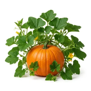 Semillas de Zapallo Halloween - Planta de hortaliza desarrollada sobre fondo blanco puro para catálogo de semillas Cultivarte (Cucurbita maxima)