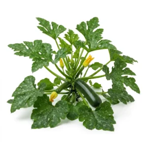 Semillas de Zapallo Italiano - Planta de hortaliza desarrollada sobre fondo blanco puro para catálogo de semillas Cultivarte (Cucurbita maxima)