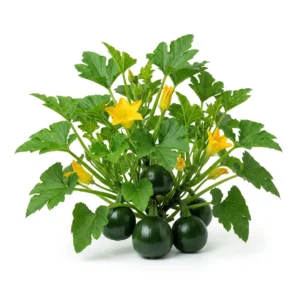 Semillas de Zapallo Italiano Redondo Verde Oscuro - Planta de hortaliza desarrollada sobre fondo blanco puro para catálogo de semillas Cultivarte (Cucurbita maxima)