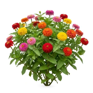 Semillas de Zinnia Pom Pon - Planta florecida con colores vivos sobre fondo blanco puro para catálogo de semillas Cultivarte (Zinnia elegans)